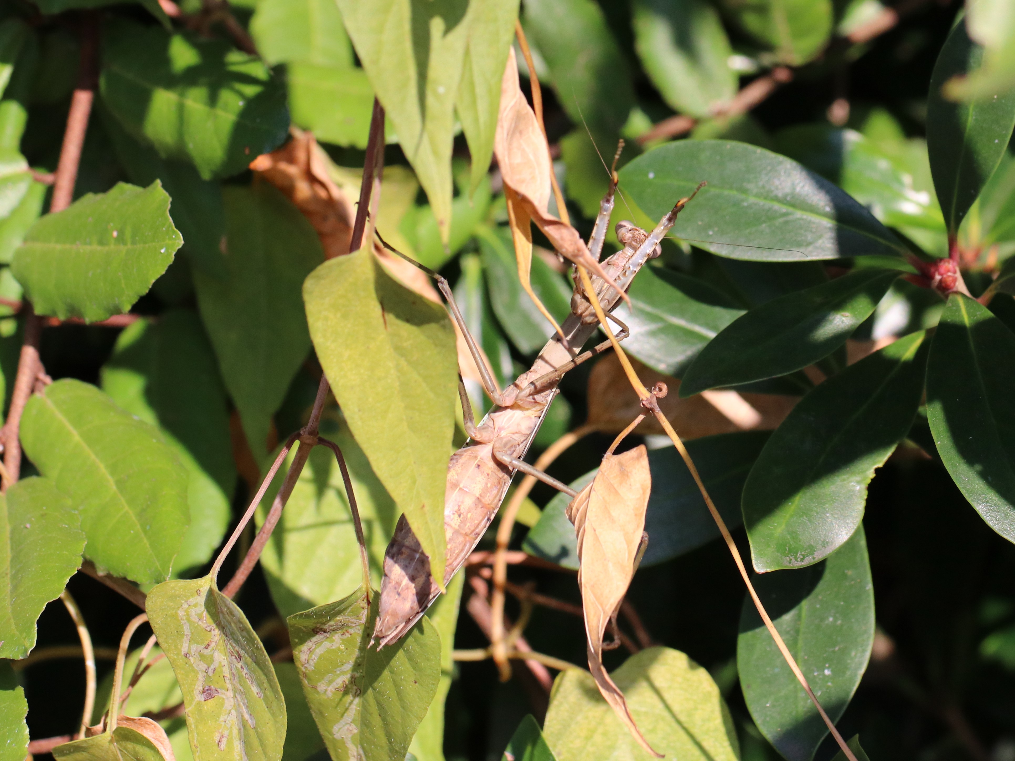 photo_4